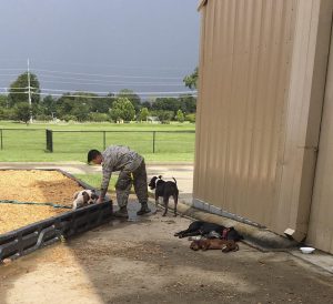 Louisiana Air National Guard's Airman 1st Class Rachel Randazzo, a jet engine mechanic with the 159th Maintenance Group and New Orleans native, used her civilians skills as a veterinarian technician to set up an animal clinic when she found out animals would not be allowed inside at the North Park Recreation Center shelter in Denham Springs, La., Aug. 2016. More than 3,800 Guardsmen were activated for search and rescue missions and shelter security in response to the historic flooding that took 13 lives and damaged more than 60,000 homes in southern Louisiana. (Courtesy photo from Tech Sgt. Daniel Jeandron)